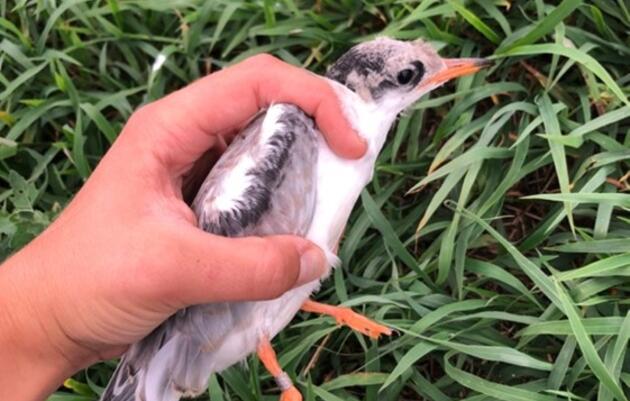 Wrapping up the 2023 Common Tern Breeding Season