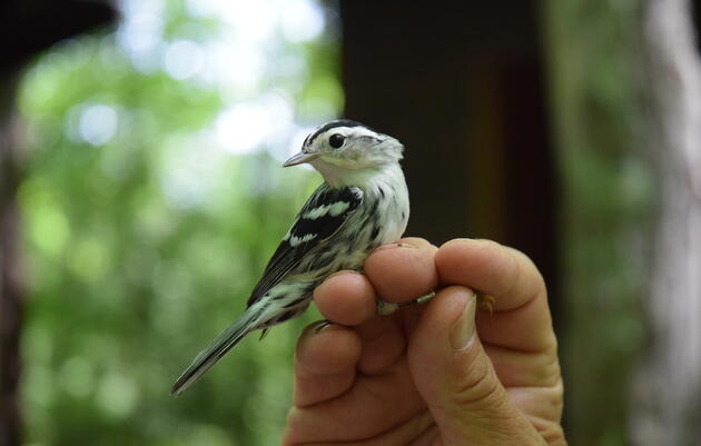Bird Banding to Track Migration 