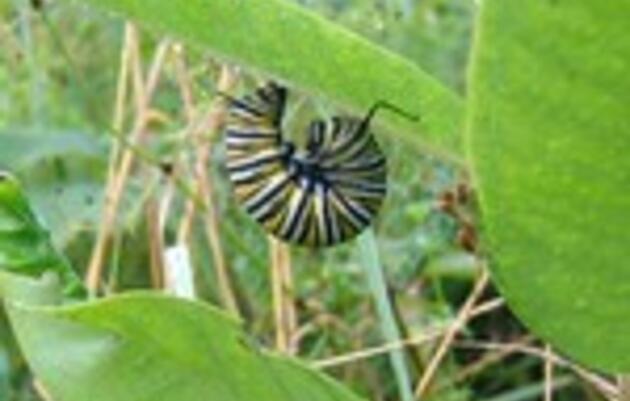 Counting for Conservation: Audubon Vermont Joins the Caterpillars Count Movement!