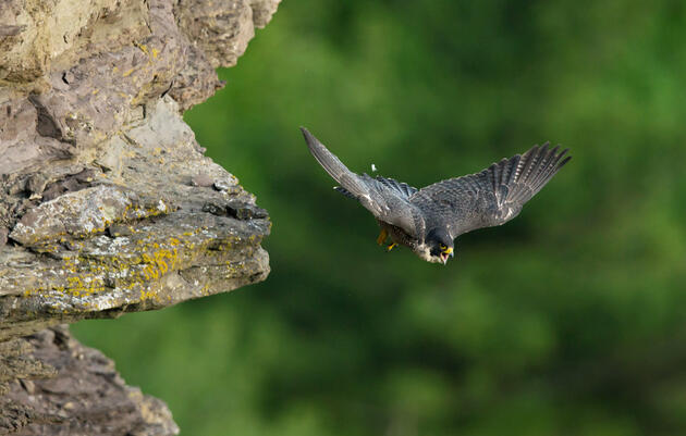 Peregrines in Vermont: My AmeriCorps Experience