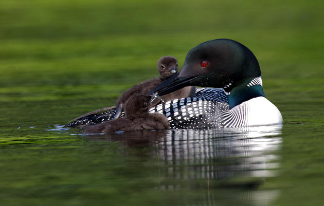 Survival by Degrees: 389 Bird Species on the Brink