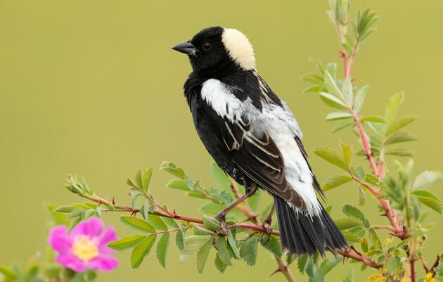 Grassland Bird-Friendly Hay and Pasture Management