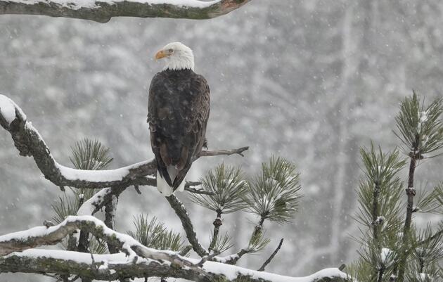 A Glimpse into the 2025 Mid-Winter Bald Eagle Survey: Resilience in the Skies