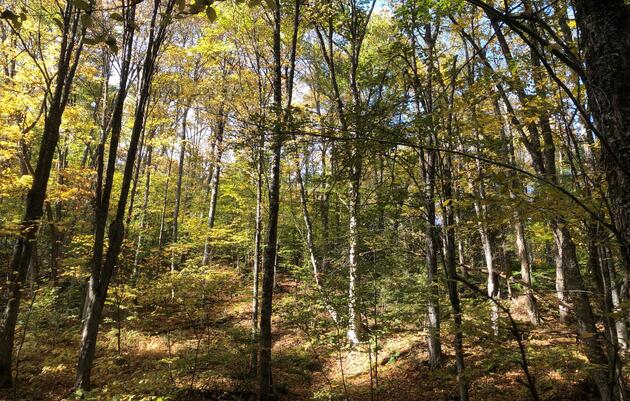 Shades of Green: Considering Birds and Complexity in the Management of Vermont Forests; a 3-part series.