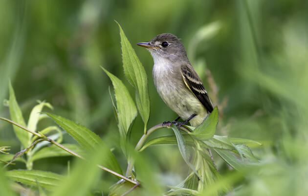 Restoring Riparian Buffers with Birds in Mind