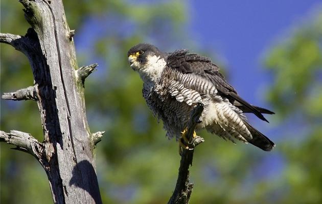 Vermont's Peregrine Falcon Population Completes Another Successful Breeding Season