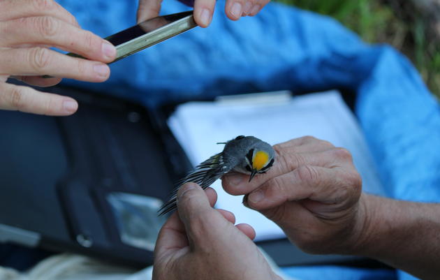 Golden-winged Warbler Geolocation Project