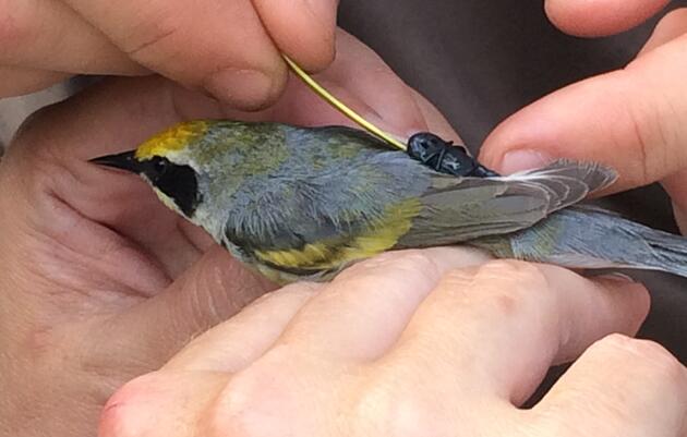 New Article Reveals the Importance of Full Life Cycle Conservation for Golden-winged Warblers