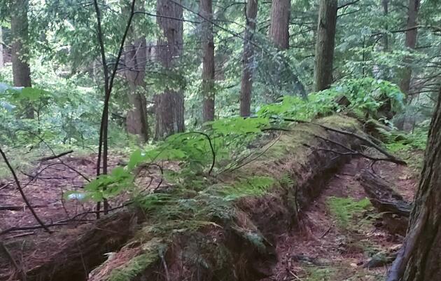 Birds, Forests, and the Telephone Gap Decision: An Audubon Perspective