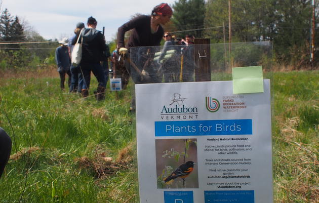 Plants for Birds: Oakledge Park Tree Planting