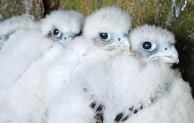 Peregrine Falcon Recovery Project Audubon Vermont