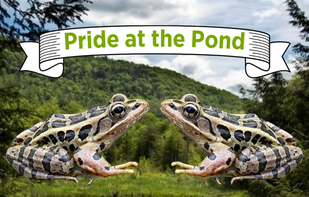 Pride at the Pond