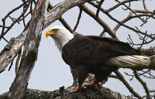Bald Eagle Recovery in Vermont