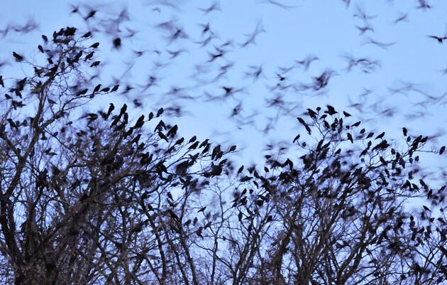 How to Stop a Murder of Crows (Hint: Throw Them a Giant Party)