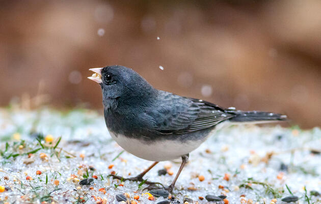 How to Welcome Winter Birds