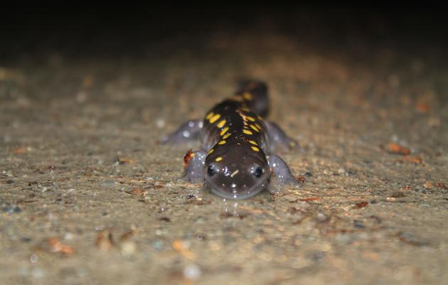 Why Did the Salamander Cross the Road? (and How You Can Help)