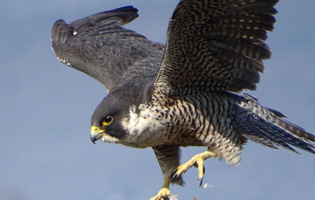 A Day in the Field Checking on Peregrine Falcons