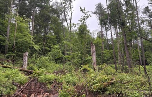 Forestry in Action: How Forest Management is Helping Birds in Williston