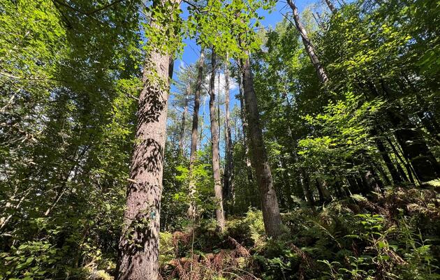 Audubon Vermont’s Young Forest Project