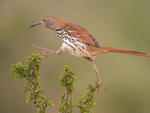 Premios de Fotografía Audubon 2016: Las 100 mejores imágenes
