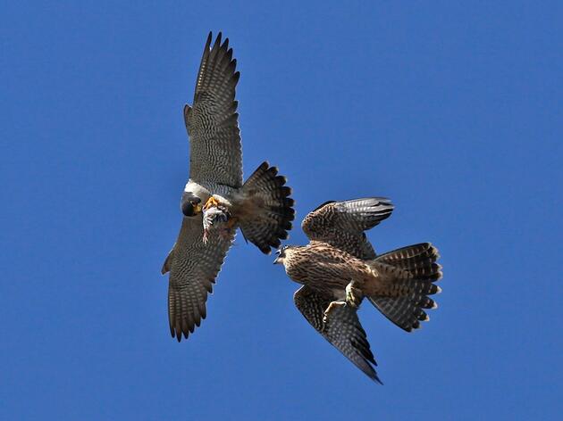 Vermont Peregrine Falcons Have a Successful Breeding Season