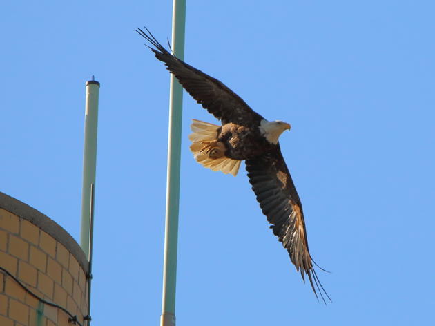 First Nesting Bald Eagle Pair Confirmed in New York City