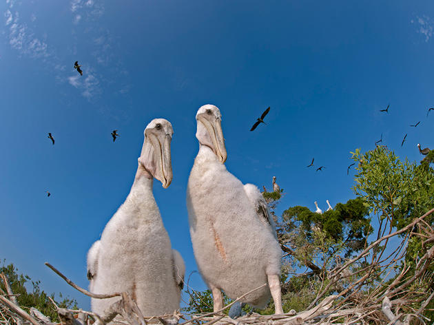In the Brown Pelican Nest