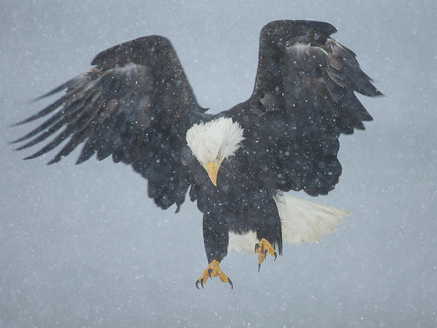 A Bald Eagle’s Snowy Descent