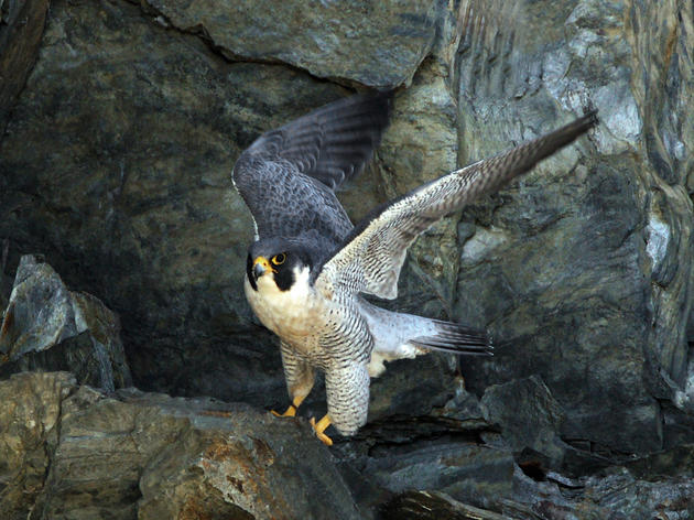 Peregrine Falcon Monitoring and Management Project
