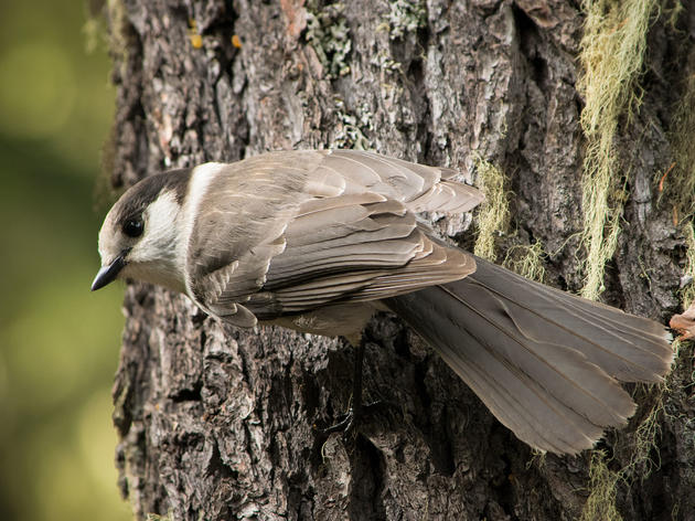 Inside the Controversial Vote to Make the Gray Jay Canada's National Bird 