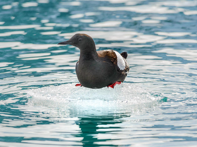 Disappearing Ice Means New Ways of Life for Arctic Birds