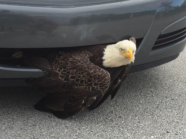 A Bald Eagle Is Somehow Fine After Getting Stuck in a Moving Car's Grille 