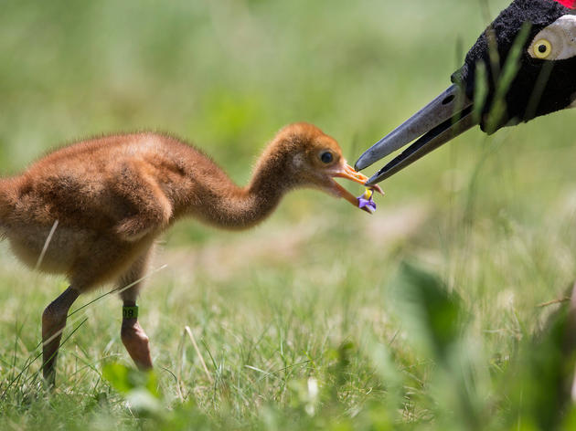 How to Raise a Wild Bird: The Tricks and Costumes Behind the Whooping Crane's Return 