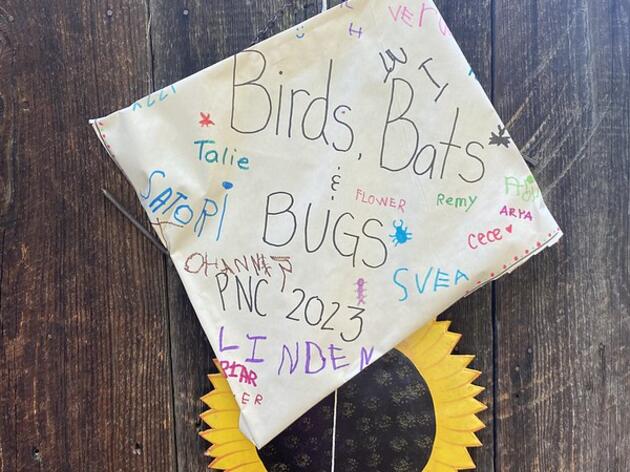 Birds, Bats, and Bugs!