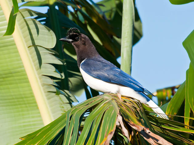 The Biggest Gamer in the Bird World