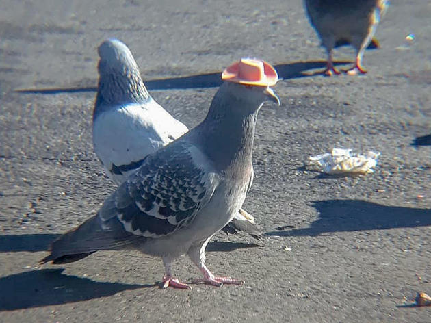 Those Pigeons Wearing Cowboy Hats? They're No Laughing Matter.