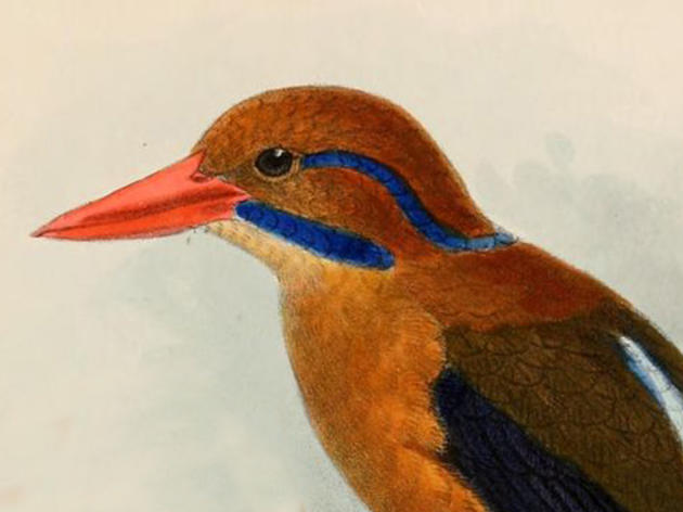 Why I Collected a Moustached Kingfisher