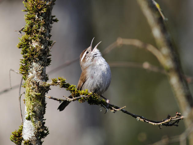 Bird Songs and Baby Babble 