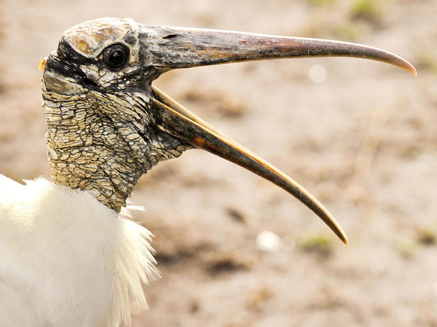 A Bad Climate for Wood Storks