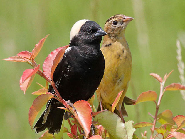 2020 Bobolink Project Is Up and Running