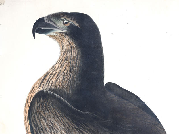 Introducing the Bald Eagle, Our National Symbol