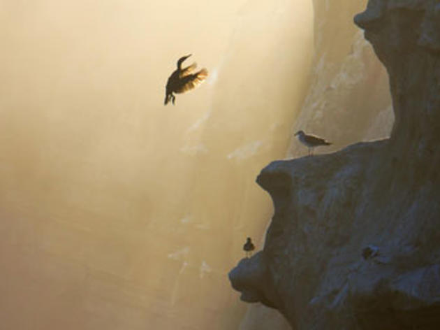 Western Gull and Brandt's Cormorant Facing Off