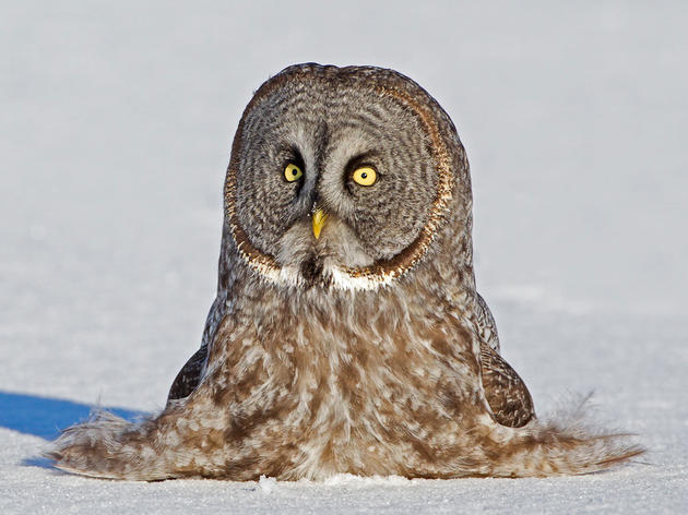 Owl Fixation
