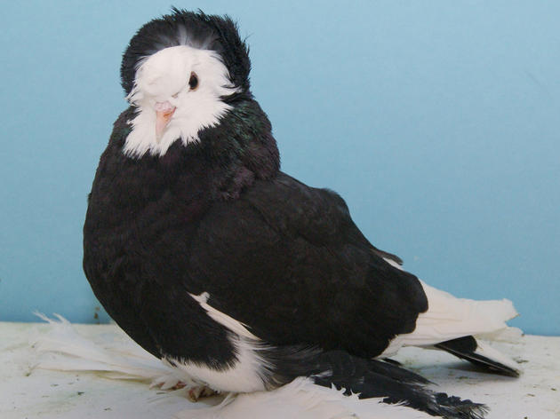 Fancy Pigeons and Mike Tyson Collide in Grand National Pigeon Show