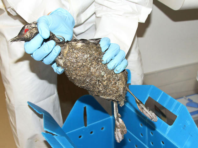 California Waterbirds Hit With Mysterious Goo