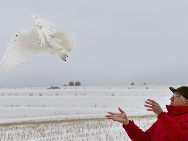 First Snowy Owl Tagged in Wisconsin This Season