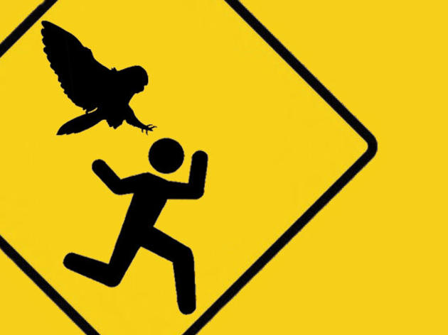 Oregon’s Hat-Snatching Owl Gains Fame