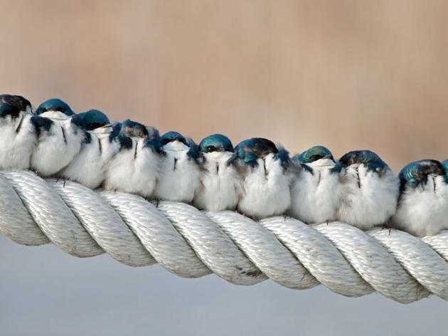 Feathered Friends for Life—or Not 