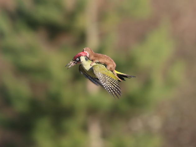 The Weasel That Could 