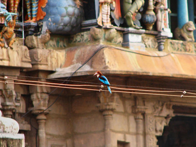 India Embraces The Great Backyard Bird Count